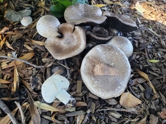 Agaricus xanthodermus