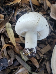 Agaricus xanthodermus
