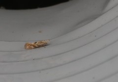 Bucculatrix bechsteinella