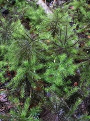 Dendroligotrichum
