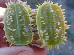 Cucumis africanus