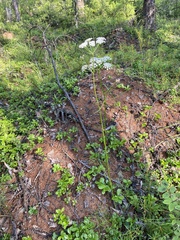 Ostericum tenuifolium