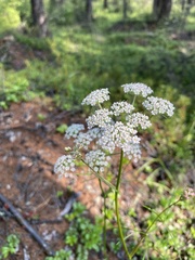 Ostericum tenuifolium