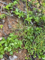 Ostericum tenuifolium