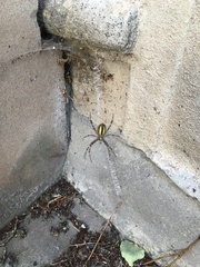 Argiope bruennichi