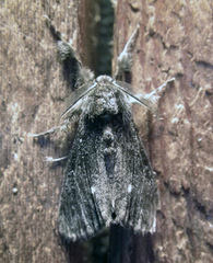 Dasychira grisefacta
