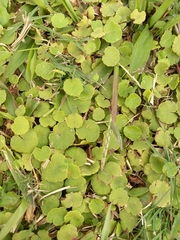 Hydrocotyle exigua