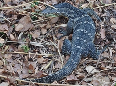 Varanus salvator macromaculatus