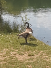 Branta canadensis
