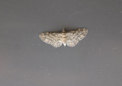Eupithecia inturbata