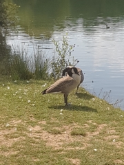 Branta canadensis