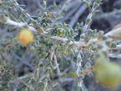 Pteronia viscosa