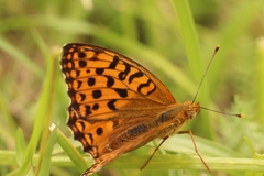 Argynnis adippe