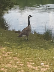 Branta canadensis