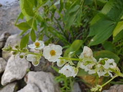 Sagittaria brevirostra