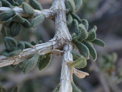 Pteronia viscosa