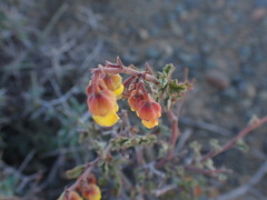 Hermannia desertorum