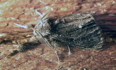 Dasychira grisefacta