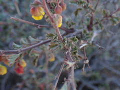 Hermannia desertorum