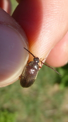 Hymenalia rufipes