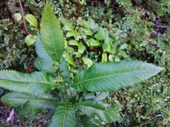 Caldcluvia paniculata