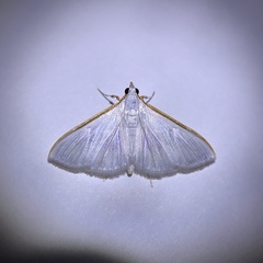Diaphania costata