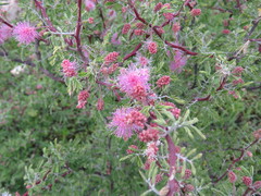 Mimosa monancistra