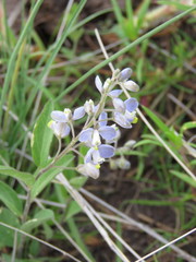 Hebecarpa rivinifolia