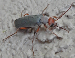 Epicauta tenella