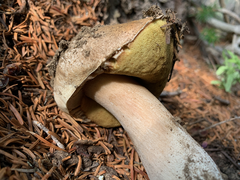 Gastroboletus