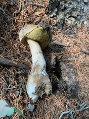 Gastroboletus