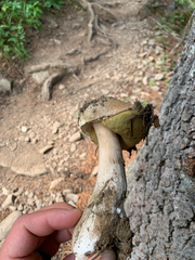 Gastroboletus