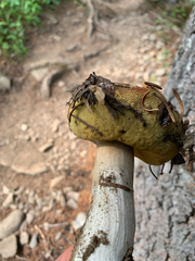 Gastroboletus