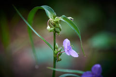 Tradescantia bracteata
