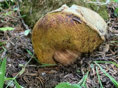 Gastroboletus