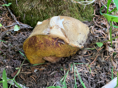 Gastroboletus
