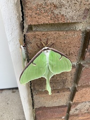 Actias luna