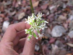 Psacalium peltigerum