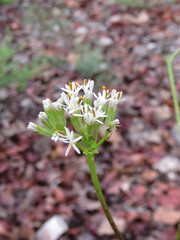 Psacalium peltigerum