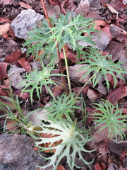 Psacalium peltigerum