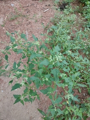 Chenopodium album pedunculare
