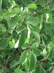 Annona longiflora