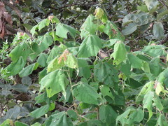 Heliocarpus terebinthinaceus