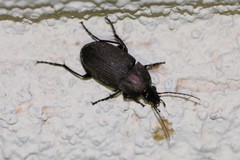 Chlaenius tomentosus