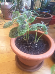 Pilea mollis