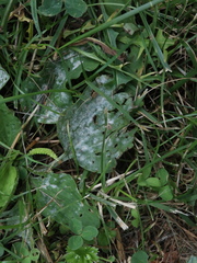 Podosphaera plantaginis