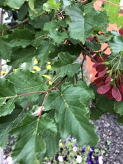 Acer tataricum