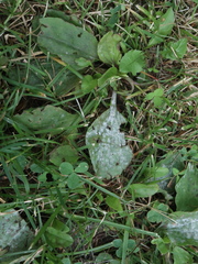 Podosphaera plantaginis