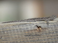 Urosaurus bicarinatus