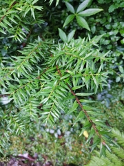 Saxegothaea conspicua